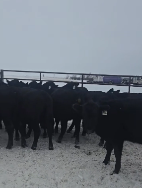 16 bred heifers, off of just 2 outfits, 950 lbs, GENTLE.-BH1212D5